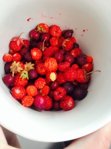 Wild blueberries, strawberries, and raspberries from one spot in the U.P.
